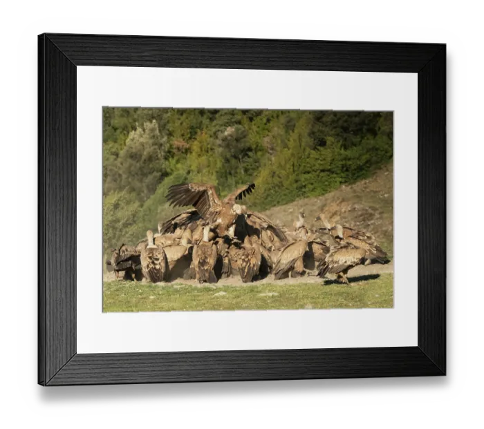 Framed Print : Griffon vulture (Gyps fulvus) flock feeding and squabbling over a sheep carcass, Lamiana, Aragon, Pyrenees, Spain. April Framed Print : Griffon vulture (Gyps fulvus) flock feeding and squabbling over a sheep carcass, Lamiana, Aragon, Pyrenees, Spain. April