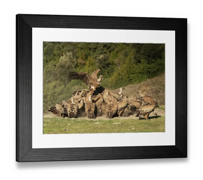Framed Print : Griffon vulture (Gyps fulvus) flock feeding and squabbling over a sheep carcass, Lamiana, Aragon, Pyrenees, Spain. April