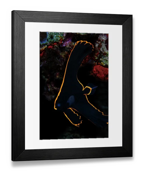 Framed Print : Pinnate batfish (Platax pinnatus) juvenile, portrait, mimicking the appearance of a toxic flatworm to deter predators, Ambon, Indonesia, Pacific Ocean Framed Print : Pinnate batfish (Platax pinnatus) juvenile, portrait, mimicking the appearance of a toxic flatworm to deter predators, Ambon, Indonesia, Pacific Ocean