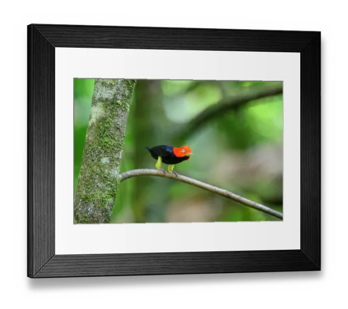 Framed Print : Red-capped manakin (Ceratopipra mentalis) male, displaying at lek site in rainforest, Boca Topada, Costa Rica Framed Print : Red-capped manakin (Ceratopipra mentalis) male, displaying at lek site in rainforest, Boca Topada, Costa Rica