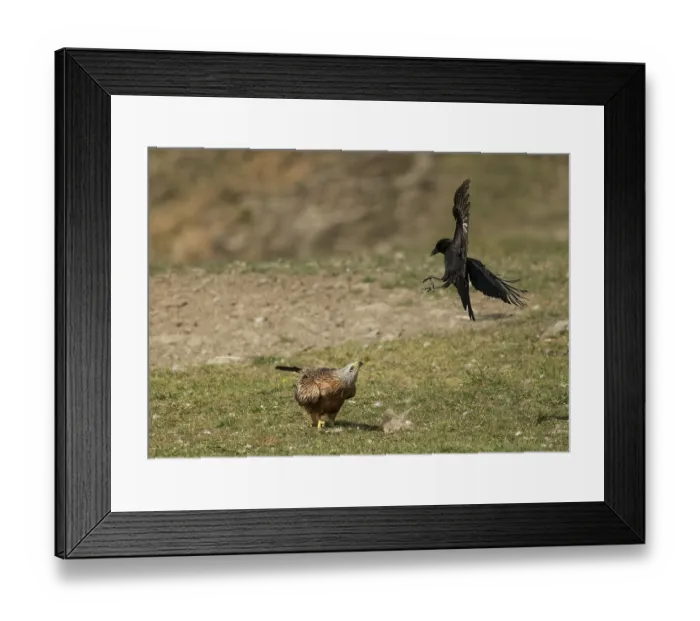 Framed Print : Carrion crow (Corvus corone) attacking Red kite (Milvus milvus) from above, trying to steal food, Lamiana, Pyrenees, Aragon, Spain. April Framed Print : Carrion crow (Corvus corone) attacking Red kite (Milvus milvus) from above, trying to steal food, Lamiana, Pyrenees, Aragon, Spain. April