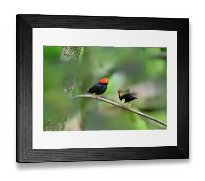 Framed Print : Two Red-capped manakins (Ceratopipra mentalis) male, displaying at lek site in rainforest, Boca Topada, Costa Rica Framed Print : Two Red-capped manakins (Ceratopipra mentalis) male, displaying at lek site in rainforest, Boca Topada, Costa Rica