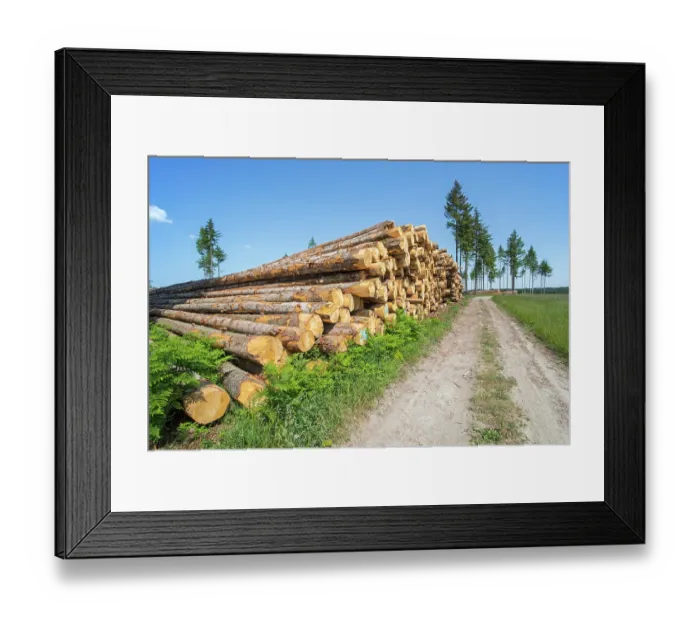 Framed Print : Huge wood pile of tree trunks in coniferous clearcut forest with a few remaining Pine (Pinus sp.) trees in background, Vlessart, Belgian Ardennes, Belgium. June, 2023 Framed Print : Huge wood pile of tree trunks in coniferous clearcut forest with a few remaining Pine (Pinus sp.) trees in background, Vlessart, Belgian Ardennes, Belgium. June, 2023