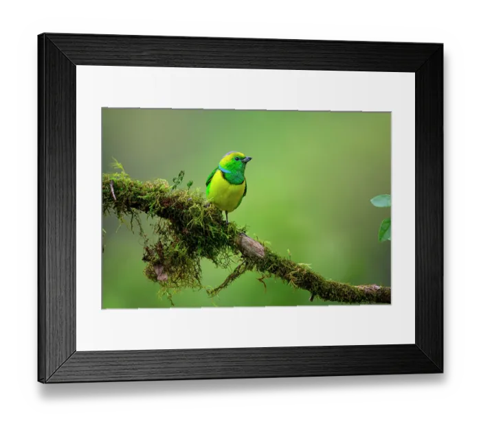 Framed Print : Golden-browed chlorophonia (Chlorophonia callophrys) male, perched on branch in montane forest canopy, Savegre River Valley, Talamanca Range, Costa Rica