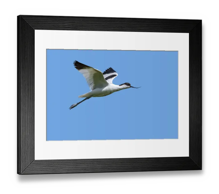 Framed Print : Pied avocet (Recurvirostra avosetta) in flight against blue sky, Flanders, Belgium. June Framed Print : Pied avocet (Recurvirostra avosetta) in flight against blue sky, Flanders, Belgium. June