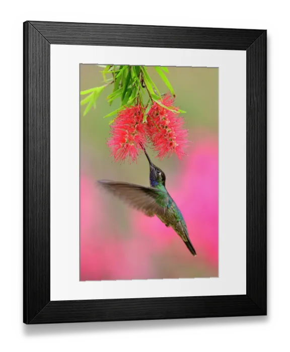 Framed Print : Magnificent hummingbird (Eugenes fulgens) male, nectaring at Bottle-brush flower (Callistemon sp.), Talamanca, Savegre Valley, Costa Rica Framed Print : Magnificent hummingbird (Eugenes fulgens) male, nectaring at Bottle-brush flower (Callistemon sp.), Talamanca, Savegre Valley, Costa Rica