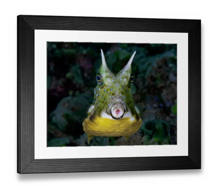 Framed Print : Longhorn cowfish (Lactoria cornuta) portrait, Ambon, Indonesia, Pacific Ocean Framed Print : Longhorn cowfish (Lactoria cornuta) portrait, Ambon, Indonesia, Pacific Ocean