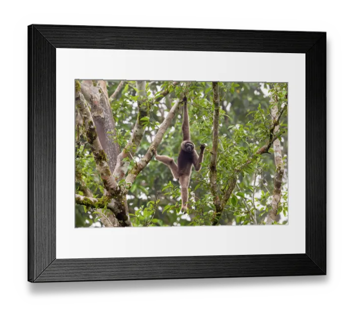 Framed Print : North Borneo gibbon (Hylobates funereus) hanging from branch in rainforest canopy, Tabin Wildlife Reserve, Sabah, Borneo. Endangered Framed Print : North Borneo gibbon (Hylobates funereus) hanging from branch in rainforest canopy, Tabin Wildlife Reserve, Sabah, Borneo. Endangered