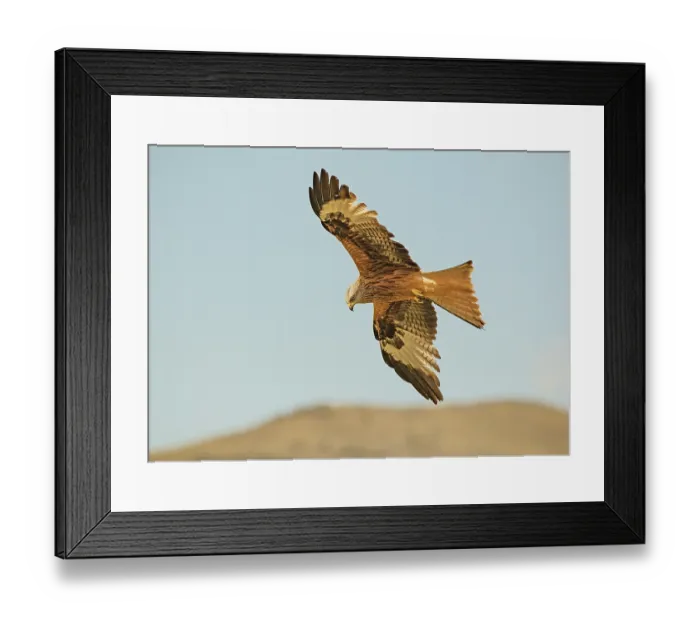 Framed Print : Red kite (Milvus milvus) in flight, looking down searching for food, Lamiana, Pyrenees, Aragon, Spain. April Framed Print : Red kite (Milvus milvus) in flight, looking down searching for food, Lamiana, Pyrenees, Aragon, Spain. April