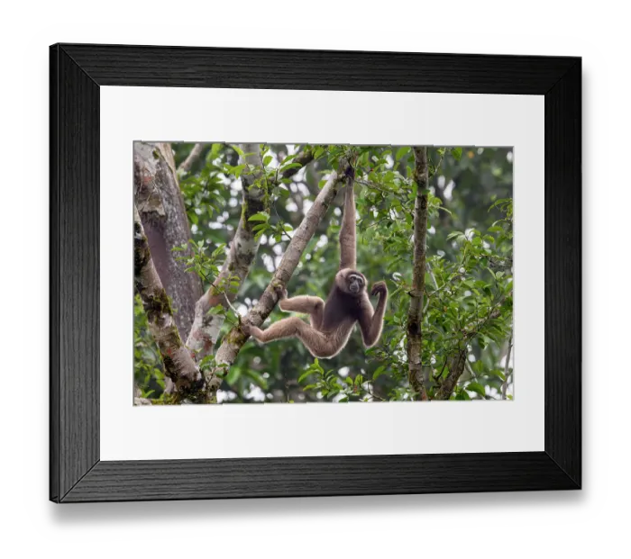 Framed Print : North Borneo gibbon (Hylobates funereus) hanging from branch in rainforest canopy, Tabin Wildlife Reserve, Sabah, Borneo. Endangered