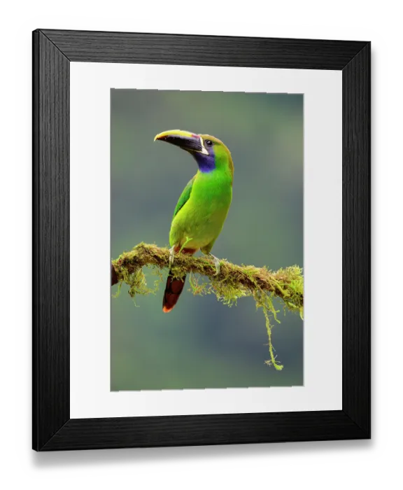 Framed Print : Emerald toucanet (Aulacorhynchus prasinus) or Blue-throated toucanet (Aulacorhynchus caeruleogularis) perched on branch in montane forest understorey, Savegre Valley Framed Print : Emerald toucanet (Aulacorhynchus prasinus) or Blue-throated toucanet (Aulacorhynchus caeruleogularis) perched on branch in montane forest understorey, Savegre Valley