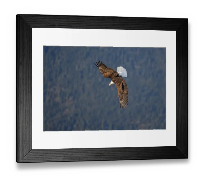 Framed Print : Bald eagle (Haliaeetus leucocephalus) in flight, swooping down over Sitka Sound, Sitka, Alaska, USA Framed Print : Bald eagle (Haliaeetus leucocephalus) in flight, swooping down over Sitka Sound, Sitka, Alaska, USA