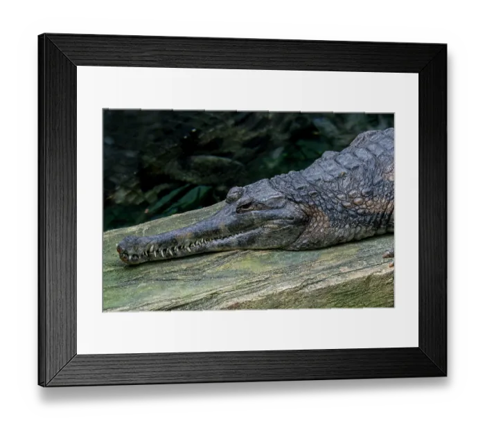 Framed Print : False gharial (Tomistoma schlegelii) resting, portrait. Captive, occurs in Peninsular Malaysia, Borneo, Sumatra and Java Framed Print : False gharial (Tomistoma schlegelii) resting, portrait. Captive, occurs in Peninsular Malaysia, Borneo, Sumatra and Java