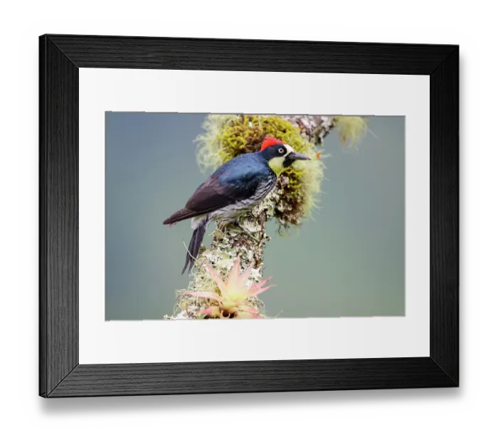 Framed Print : Acorn woodpecker (Melanerpes formicivorus) male, perched on branch in montane forest understorey, Montane cloud forest, Savegre Valley, Pacific slope, Costa Rica Framed Print : Acorn woodpecker (Melanerpes formicivorus) male, perched on branch in montane forest understorey, Montane cloud forest, Savegre Valley, Pacific slope, Costa Rica