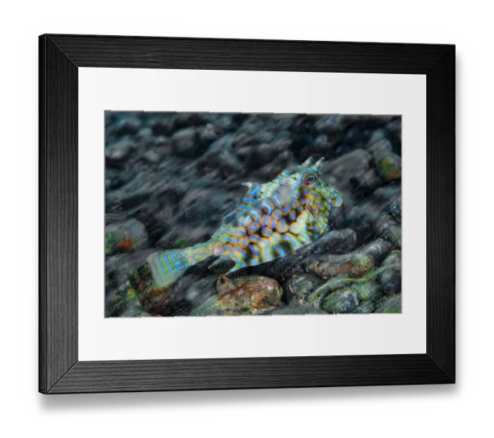 Framed Print : Longhorn cowfish (Lactoria cornuta) swimming over a rocky seabed, Ambon, Indonesia, Pacific Ocean Framed Print : Longhorn cowfish (Lactoria cornuta) swimming over a rocky seabed, Ambon, Indonesia, Pacific Ocean