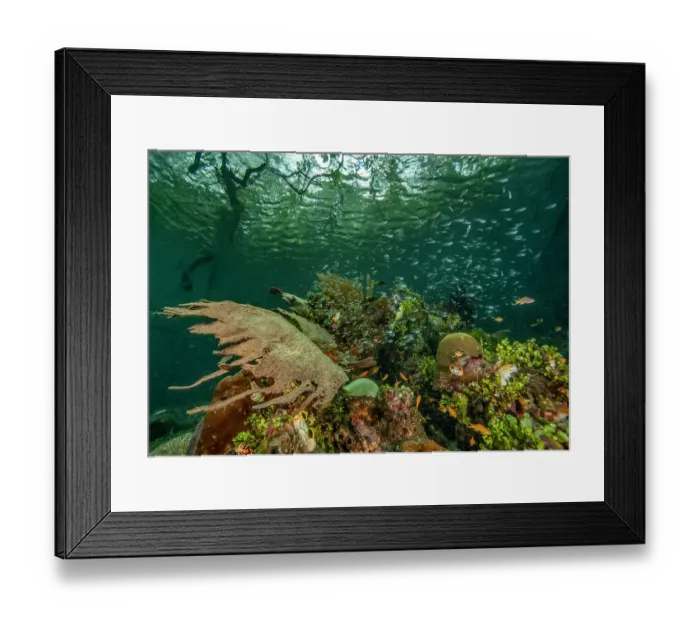 Framed Print : Mangrove ecosystem with algae (Halimeda), Sponges (Porifera), Solitary tunicates (Polycarpa sp.), Colonial ascidians (Atriolum sp.), a mound-like Hard coral colony (Faviidae) Framed Print : Mangrove ecosystem with algae (Halimeda), Sponges (Porifera), Solitary tunicates (Polycarpa sp.), Colonial ascidians (Atriolum sp.), a mound-like Hard coral colony (Faviidae)