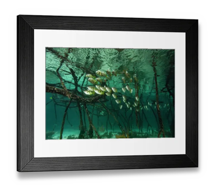 Framed Print : Schooling Banded archerfish (Toxotes jaculatrix) swimming among mangrove roots, Misool, Raja Ampat, Indonesia, Pacific Ocean Framed Print : Schooling Banded archerfish (Toxotes jaculatrix) swimming among mangrove roots, Misool, Raja Ampat, Indonesia, Pacific Ocean
