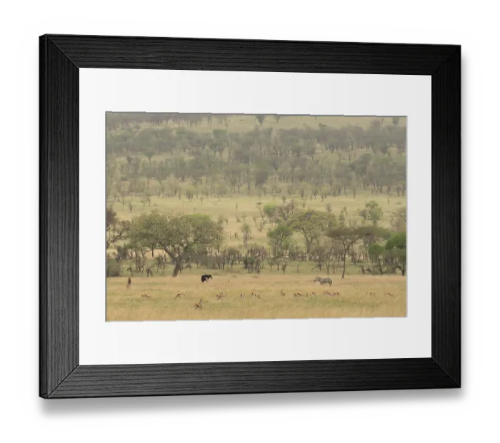 Framed Print : Masai ostrich (Struthio camelus massaicus) male, feeding in grassland with Zebra (Equus quagga) and herd of Grant's gazelle (Nanger granti) grazing, Serengeti National Park Framed Print : Masai ostrich (Struthio camelus massaicus) male, feeding in grassland with Zebra (Equus quagga) and herd of Grant's gazelle (Nanger granti) grazing, Serengeti National Park