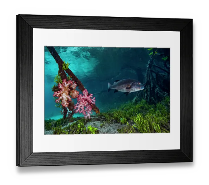 Framed Print : Mangrove red snapper (Lutjanus argentimaculatus) swimming among mangrove roots with Soft corals (Dendronephthya sp.) and green algae (Halimeda sp.), Raja Ampat, Indonesia Framed Print : Mangrove red snapper (Lutjanus argentimaculatus) swimming among mangrove roots with Soft corals (Dendronephthya sp.) and green algae (Halimeda sp.), Raja Ampat, Indonesia