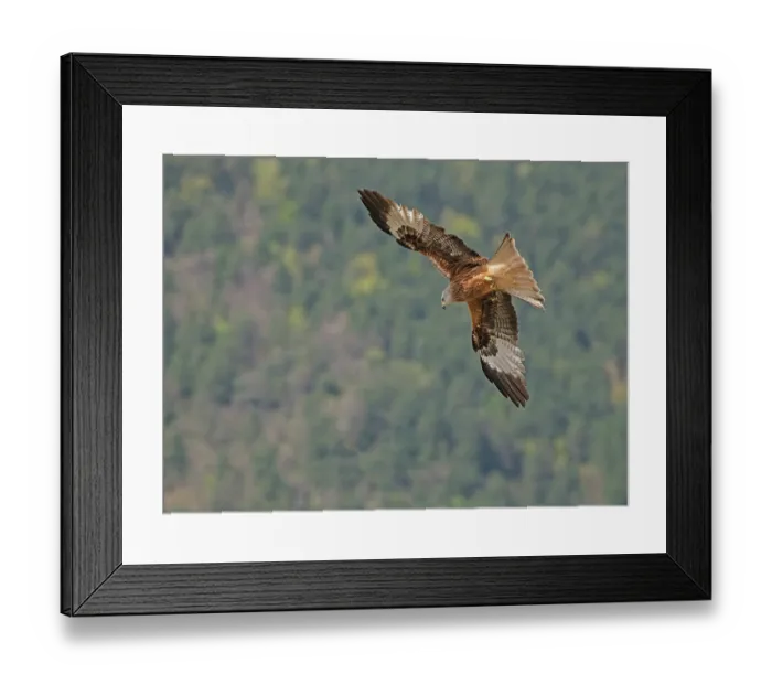 Framed Print : Red kite (Milvus milvus) in flight, looking down searching for food, Lamiana, Pyrenees, Aragon, Spain. April Framed Print : Red kite (Milvus milvus) in flight, looking down searching for food, Lamiana, Pyrenees, Aragon, Spain. April