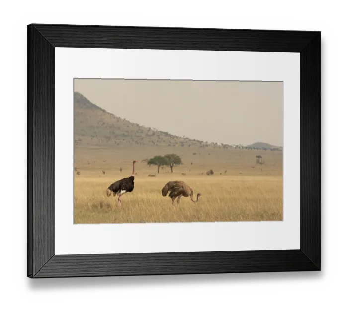 Framed Print : Masai ostriches (Struthio camelus massaicus) pair, standing in nesting territory during egg-laying phase, Serengeti National Park, Tanzania Framed Print : Masai ostriches (Struthio camelus massaicus) pair, standing in nesting territory during egg-laying phase, Serengeti National Park, Tanzania