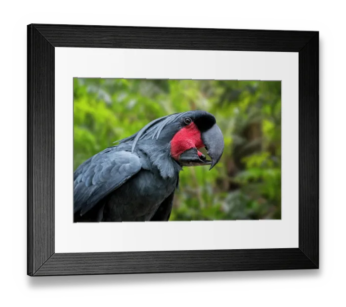 Framed Print : Palm cockatoo (Probosciger aterrimus goliath) head portrait. Captive, occurs in New Guinea Framed Print : Palm cockatoo (Probosciger aterrimus goliath) head portrait. Captive, occurs in New Guinea