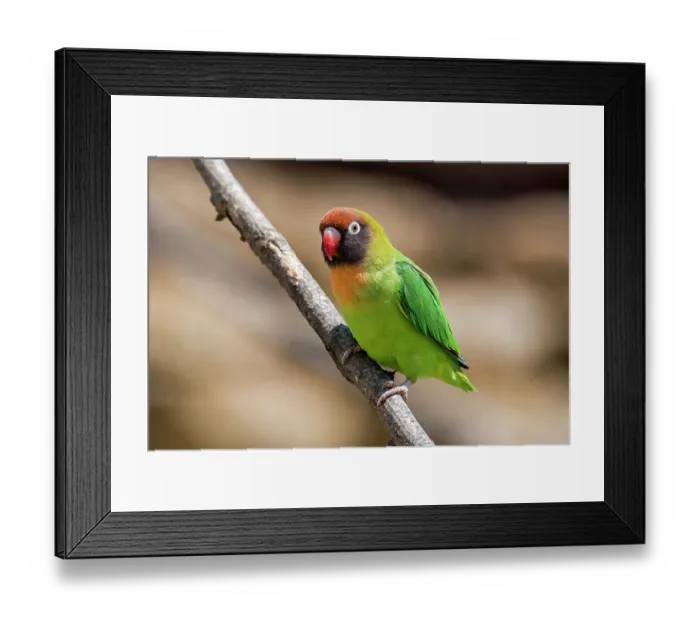 Framed Print : Black-cheeked lovebird (Agapornis nigrigenis) perched on branch. Captive, occurs in southwest Zambia Framed Print : Black-cheeked lovebird (Agapornis nigrigenis) perched on branch. Captive, occurs in southwest Zambia