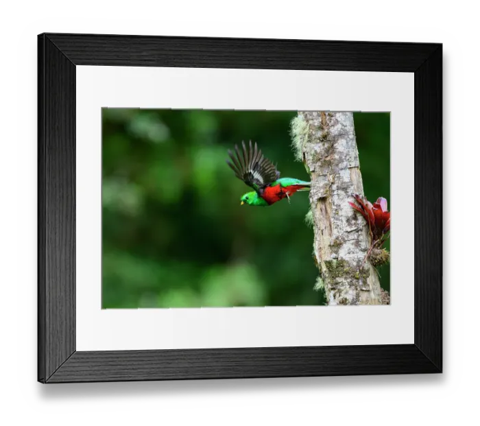 Framed Print : Resplendent quetzal (Pharomachrus mocinno) male, flying from nest hole, Talamanca, Atlantic slope montane rainforest, Costa Rica Framed Print : Resplendent quetzal (Pharomachrus mocinno) male, flying from nest hole, Talamanca, Atlantic slope montane rainforest, Costa Rica