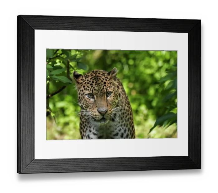 Framed Print : Javan leopard (Panthera pardus melas) stalking prey in tropical rain forest, Java. Captive. Endangered Framed Print : Javan leopard (Panthera pardus melas) stalking prey in tropical rain forest, Java. Captive. Endangered