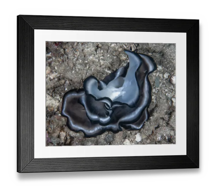 Framed Print : Polyclad flatworms (Pseudobiceros sp.) pair, mating on seabed, Raja Ampat, Indonesia, Pacific Ocean