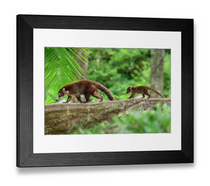 Framed Print : White-nosed coatis (Nasua narica) female with infant, walking along buttress root in lowland rainforest, Osa Peninsula, Costa Rica Framed Print : White-nosed coatis (Nasua narica) female with infant, walking along buttress root in lowland rainforest, Osa Peninsula, Costa Rica