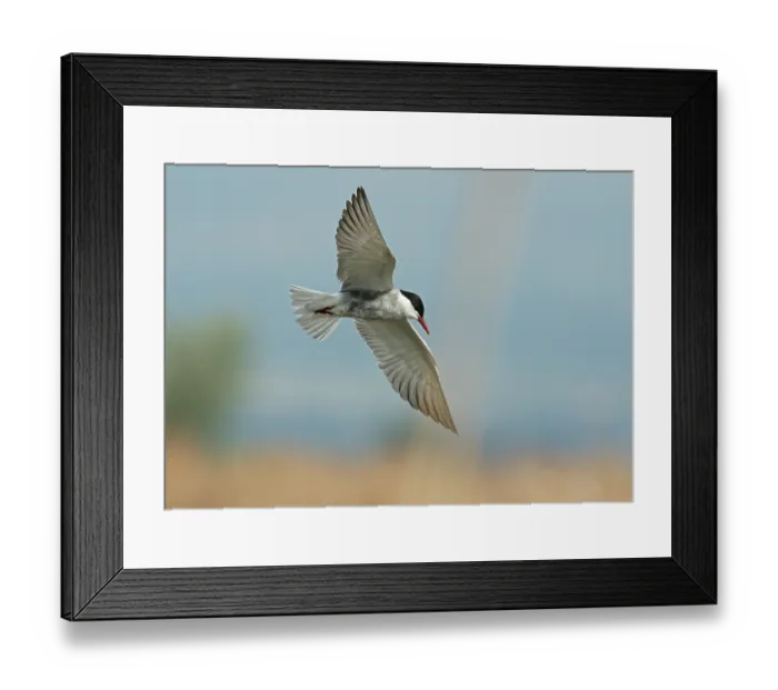 Framed Print : Whiskered tern (Chlidonias hybrida) in flight, searching for fish in an open lead into reedbeds, Ebro Delta, Catalonia, Spain. April Framed Print : Whiskered tern (Chlidonias hybrida) in flight, searching for fish in an open lead into reedbeds, Ebro Delta, Catalonia, Spain. April