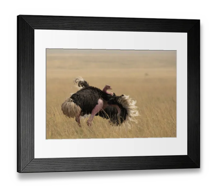 Framed Print : Masai ostrich (Struthio camelus massaicus) male, courtship display, Serengeti National Park, Tanzania Framed Print : Masai ostrich (Struthio camelus massaicus) male, courtship display, Serengeti National Park, Tanzania