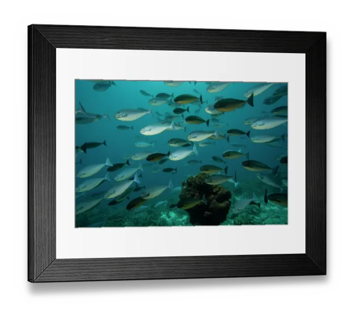 Framed Print : School of Sleek unicornfish (Naso hexacanthus) swimming over a coral reef, Raja Ampat, Indonesia, Pacific Ocean Framed Print : School of Sleek unicornfish (Naso hexacanthus) swimming over a coral reef, Raja Ampat, Indonesia, Pacific Ocean