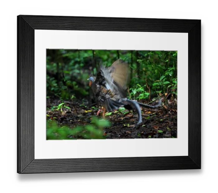 Framed Print : Great argus (Argusianus argus) male, courtship display on cleared dancing ground on rainforest floor, Danum Valley, Sabah, Borneo Framed Print : Great argus (Argusianus argus) male, courtship display on cleared dancing ground on rainforest floor, Danum Valley, Sabah, Borneo