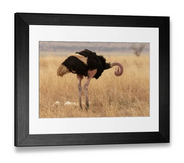 Framed Print : Masai ostrich (Struthio camelus massaicus) standing near eggs in nest, preening, Tarangire National Park, Tanzania Framed Print : Masai ostrich (Struthio camelus massaicus) standing near eggs in nest, preening, Tarangire National Park, Tanzania