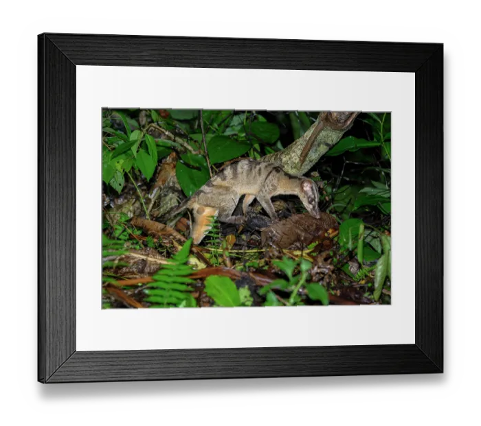 Framed Print : Banded civet (Hemigalus derbyanus) juvenile male, foraging in leaf litter at night in lowland rainforest, Danum Valley, Sabah, Borneo Framed Print : Banded civet (Hemigalus derbyanus) juvenile male, foraging in leaf litter at night in lowland rainforest, Danum Valley, Sabah, Borneo