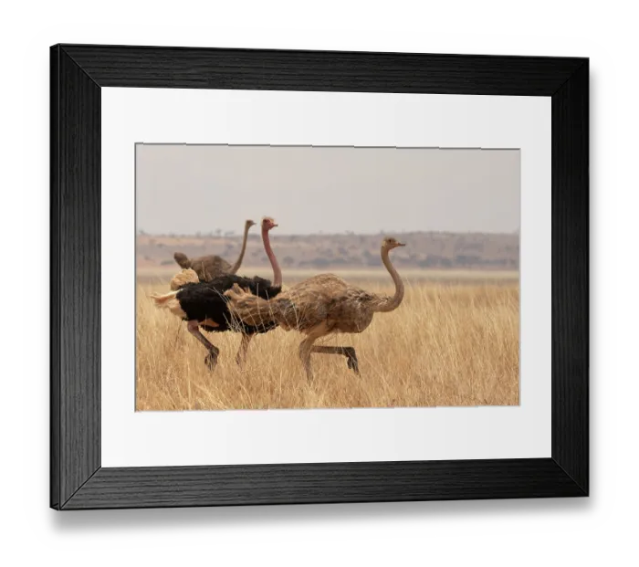 Framed Print : Masai ostriches (Struthio camelus massaicus) male chasing female, with another female behind, Tarangire National Park, Tanzania Framed Print : Masai ostriches (Struthio camelus massaicus) male chasing female, with another female behind, Tarangire National Park, Tanzania