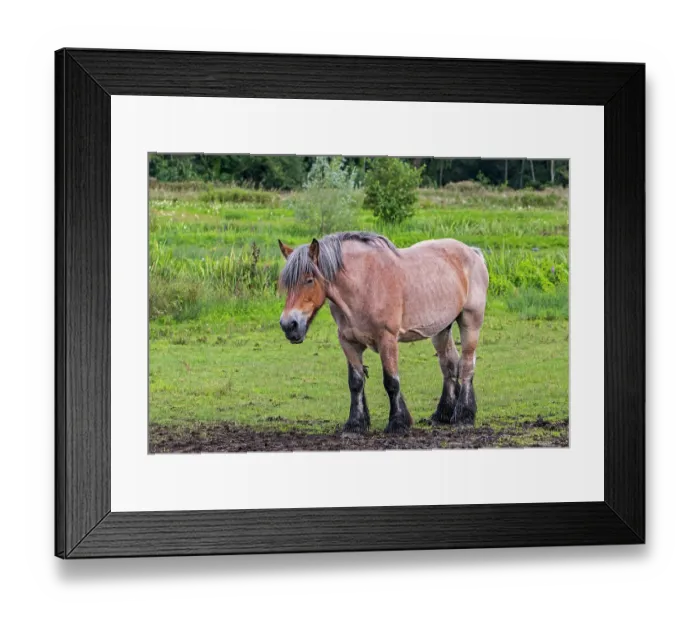 Framed Print : Belgian draught horse in pasture, Bourgoyen-Ossemeersen nature reserve, East Flanders, Belgium. August Framed Print : Belgian draught horse in pasture, Bourgoyen-Ossemeersen nature reserve, East Flanders, Belgium. August