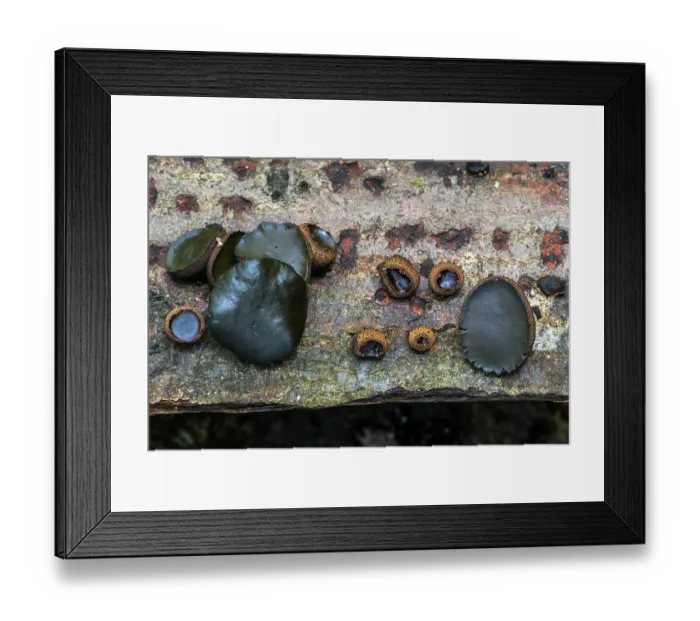 Framed Print : Black bulgar (Bulgaria inquinans) fungi growing on bark of felled tree showing different growth stages in autumn forest, Flanders, Belgium. October Framed Print : Black bulgar (Bulgaria inquinans) fungi growing on bark of felled tree showing different growth stages in autumn forest, Flanders, Belgium. October