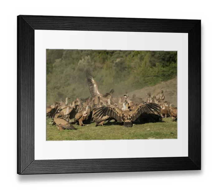 Framed Print : Griffon vulture (Gyps fulvus) flock feeding and squabbling over a sheep carcass, Lamiana, Aragon, Pyrenees, Spain. April Framed Print : Griffon vulture (Gyps fulvus) flock feeding and squabbling over a sheep carcass, Lamiana, Aragon, Pyrenees, Spain. April