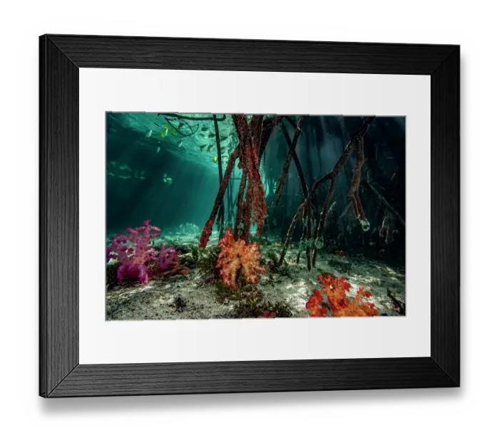 Framed Print : Mangrove roots with colorful Soft corals (Dendronephthya sp.) on seabed and Banded archerfish (Toxotes jaculatrix) swimming above near the surface, Misool, Raja Ampat, Indonesia Framed Print : Mangrove roots with colorful Soft corals (Dendronephthya sp.) on seabed and Banded archerfish (Toxotes jaculatrix) swimming above near the surface, Misool, Raja Ampat, Indonesia