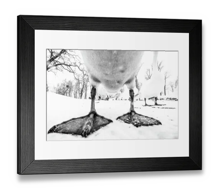 Framed Print : Mute swan (Cygnus olor) close up portrait showing feet and lower part of body, Wroclaw, Poland. January Framed Print : Mute swan (Cygnus olor) close up portrait showing feet and lower part of body, Wroclaw, Poland. January
