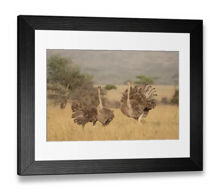Framed Print : Two Masai ostriches (Struthio camelus massaicus) mayor female and satellite female, in nesting territory during egg-laying phase, Serengeti National Park, Tanzania Framed Print : Two Masai ostriches (Struthio camelus massaicus) mayor female and satellite female, in nesting territory during egg-laying phase, Serengeti National Park, Tanzania