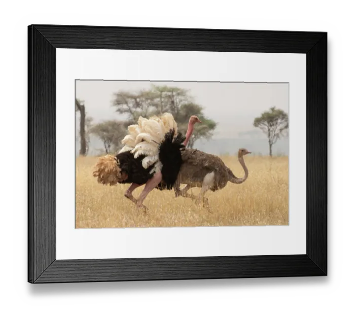 Framed Print : Masai ostriches (Struthio camelus massaicus) pair, male displaying during courtship, Serengeti National Park, Tanzania Framed Print : Masai ostriches (Struthio camelus massaicus) pair, male displaying during courtship, Serengeti National Park, Tanzania