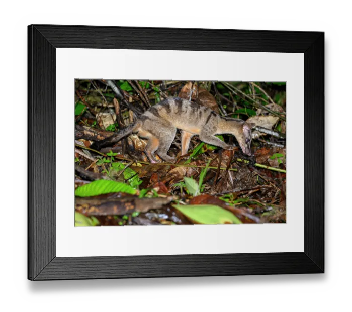 Framed Print : Banded civet (Hemigalus derbyanus) juvenile male, foraging in leaf litter at night in lowland rainforest, Danum Valley, Sabah, Borneo Framed Print : Banded civet (Hemigalus derbyanus) juvenile male, foraging in leaf litter at night in lowland rainforest, Danum Valley, Sabah, Borneo