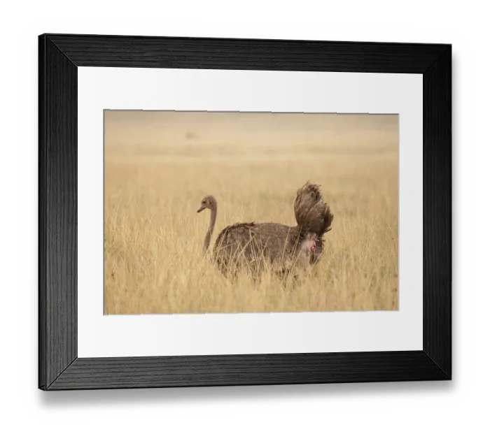 Framed Print : Masai ostrich (Struthio camelus massaicus) female, on nest laying an egg, Serengeti National Park, Tanzania Framed Print : Masai ostrich (Struthio camelus massaicus) female, on nest laying an egg, Serengeti National Park, Tanzania