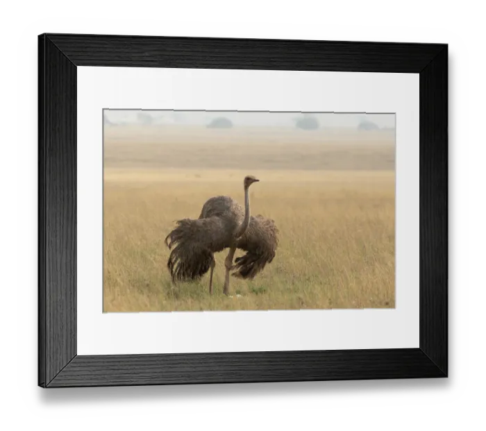 Framed Print : Masai ostrich (Struthio camelus massaicus) female, courtship display at nest site, lowering wings to attract male, Serengeti National Park, Tanzania Framed Print : Masai ostrich (Struthio camelus massaicus) female, courtship display at nest site, lowering wings to attract male, Serengeti National Park, Tanzania