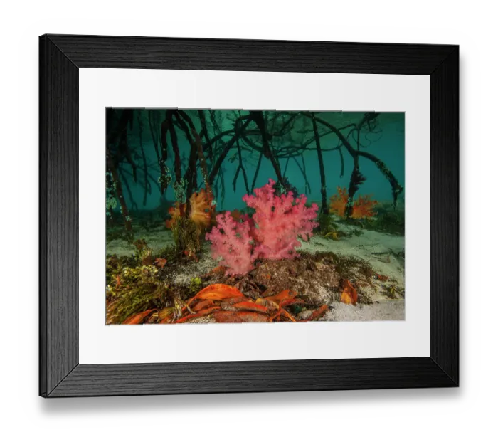 Framed Print : Mangrove roots with Soft corals (Dendronephthya sp.) and decaying mangrove leaves, Misool, Raja Ampat, Indonesia, Pacific Ocean Framed Print : Mangrove roots with Soft corals (Dendronephthya sp.) and decaying mangrove leaves, Misool, Raja Ampat, Indonesia, Pacific Ocean