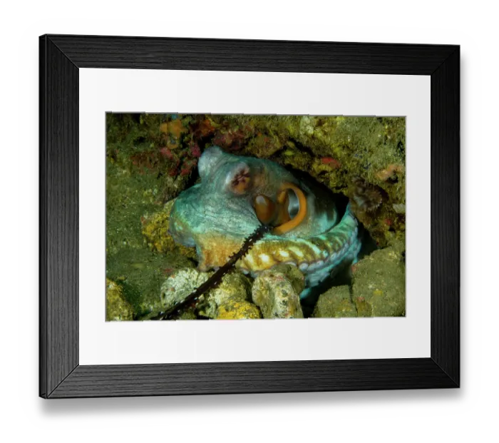 Framed Print : Day octopus (Octopus cyanea) female, receiving a packet of sperm from a nearby male, whose specialized arm (hectocotylus) can be seen placing the sperm packet inside her mantle